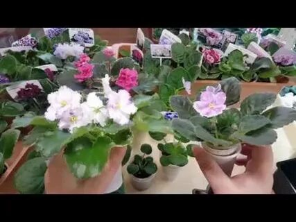 Фиалки время пересадок