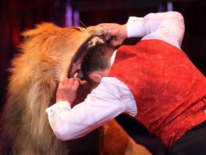 Голова в пасти. Голова в пасти. Голова дрессировщика в пасте. Дрессировщик в цирке. Дрессировщик крокодилов.