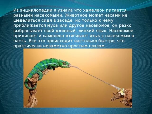 Краткое содержание хамелеон 7 класс кратко. Рассказ хамелеон. краткая характеристика хамелеона.