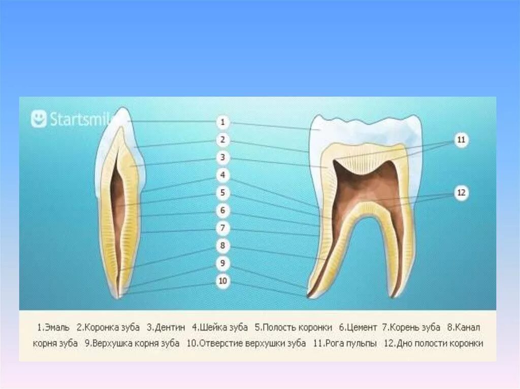 Анатомия зуба коронка шейка корень. Строение корневых зубов. Зуб 2 7 строение пульпы. Каналы верхней 6