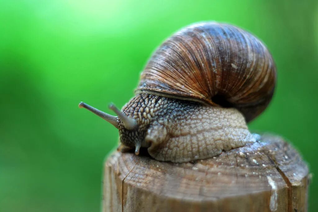 Улитка ярославль. Садовая, улитка (Helix pomatia).. Виноградная улитка и обыкновенная. Виноградная улитка маленькая. Улиток Helix vulgaris.