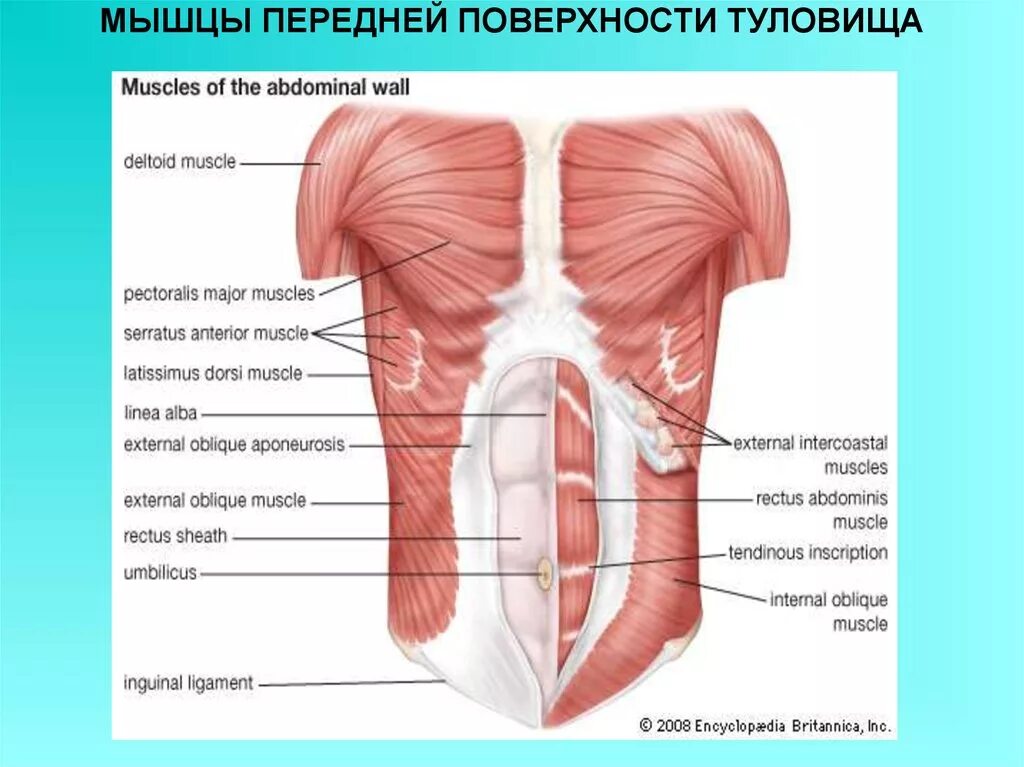 Передняя часть человека. Мышцы передней стенки брюшной полости. Мышцы передней поверхности тела анатомия. Мышцы и фасции живота. Прямая косая мышца.