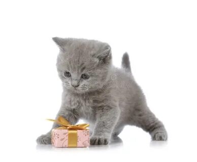 Котенку 1 годик