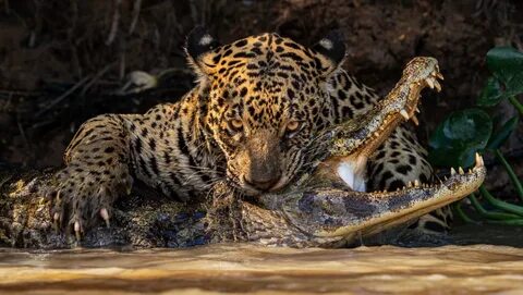 British wildlife photography awards 2024
