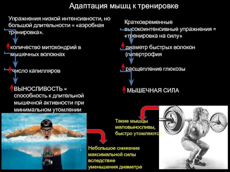 Тренировка митохондрий