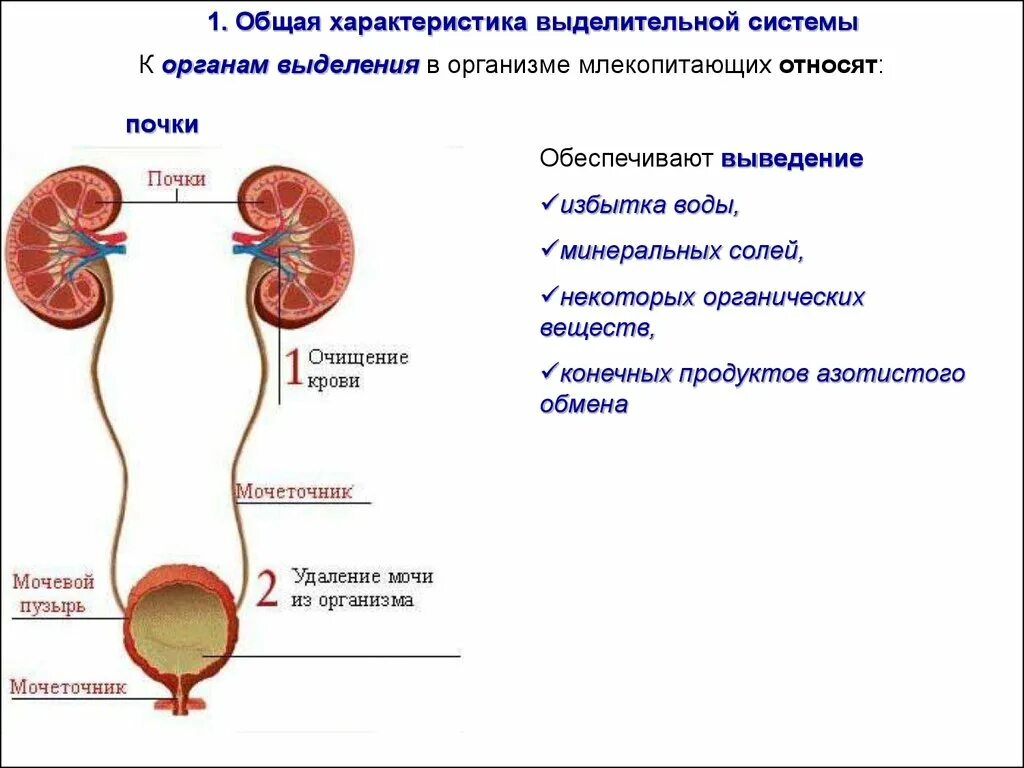 Процессы выделения человека