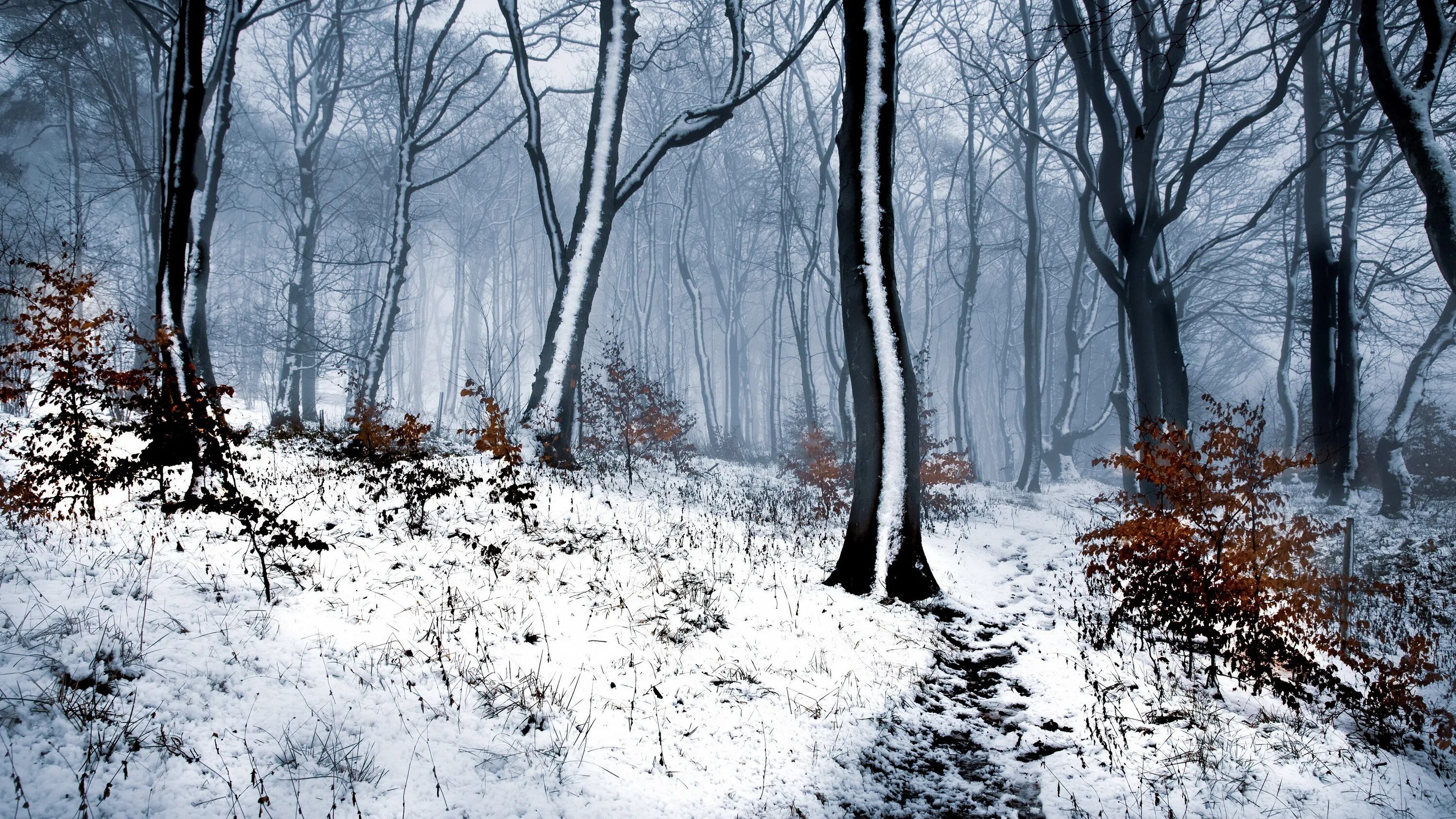 Полна тайн хмурая тишина зимнего. Зима в лесу. Зима картинки. Зимний лес рисунок. Мрачный зимний лес.