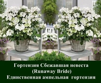 Сбежавшая невеста ампельная