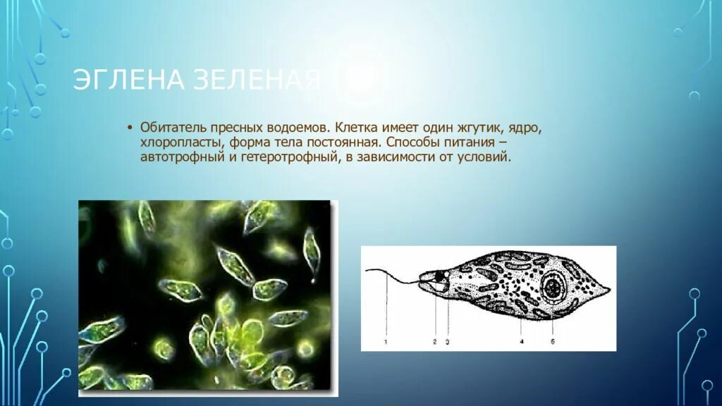 Клетка имеет. Хлоропласты у эвглены зеленой. Форма тела эвглены зеленой. Форма клетки эвглены зеленой. Эвглена зеленая форма тела питание.