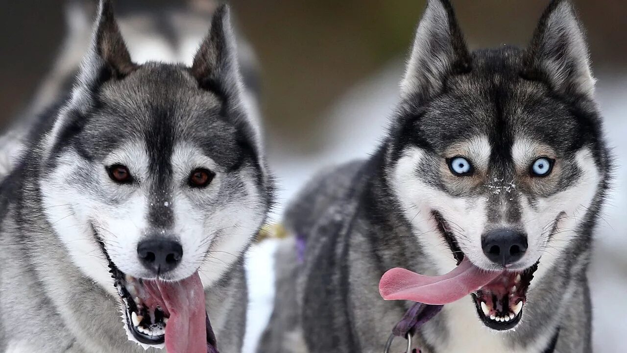 Собаки хаски лайка. Псина хаски. Собаки хаски лайка. Хаски фото собаки портрет. Собака хаски.