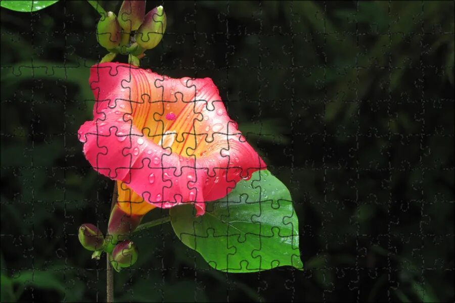 Цветы с полым стеблем. Цветы с полым стеблем. Цветок бальзамин железконосный. Горец сахалинский. Яркие тропические цветы.