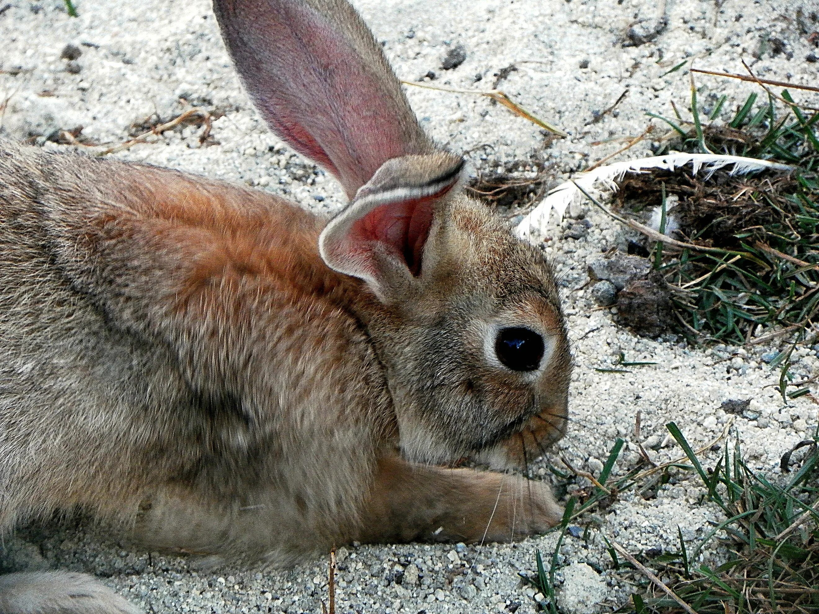 Заяц. Кролик. Рогатый заяц. Ушастый заяц.