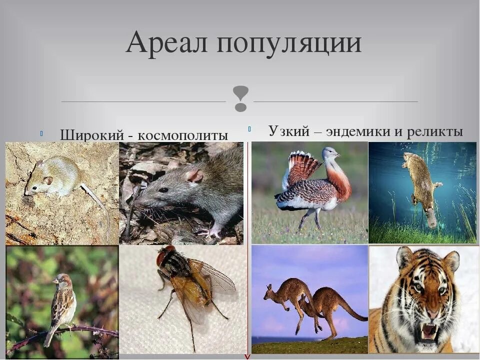 Ареалы типы ареалов. Ареал популяции. Схема видов ареалов. Типы ареалов обитания. Ареал распространения вида это в биологии.