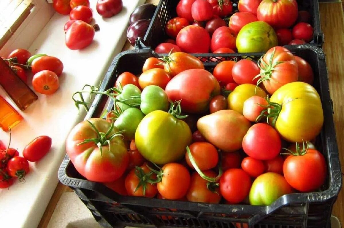 Хранение помидоров в домашних условиях. Дозаривание томатов. Урожай помидоров. Помидоры в огороде. Недозрелые помидоры.