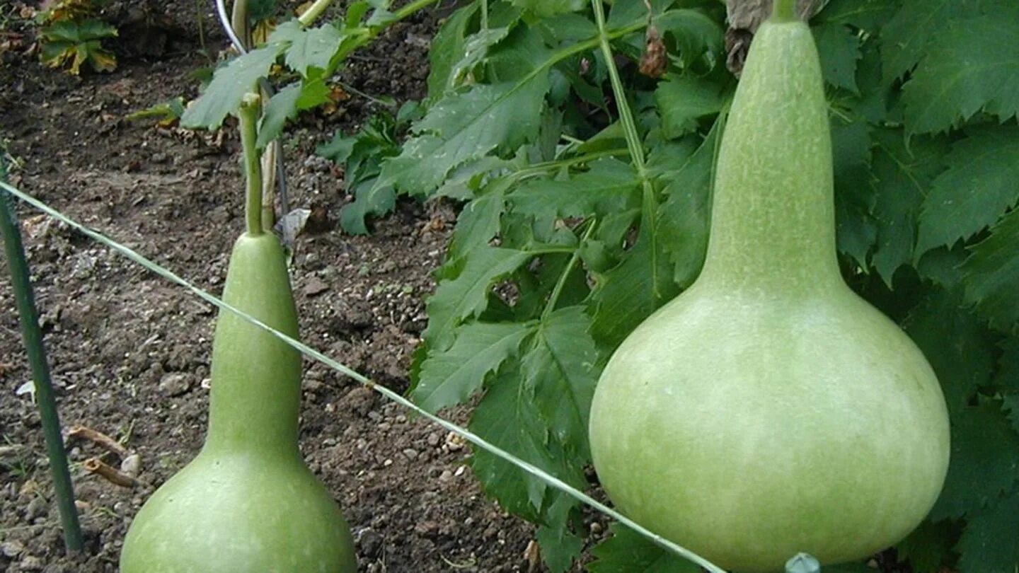 Бутылочная тыква, горлянка (легенария, посудная тыква). Бутылочная тыква горлянка лагенария посудная тыква. Бутылочная тыква лагенария. Лагенария (горлянка). Лагенария (горлянка).