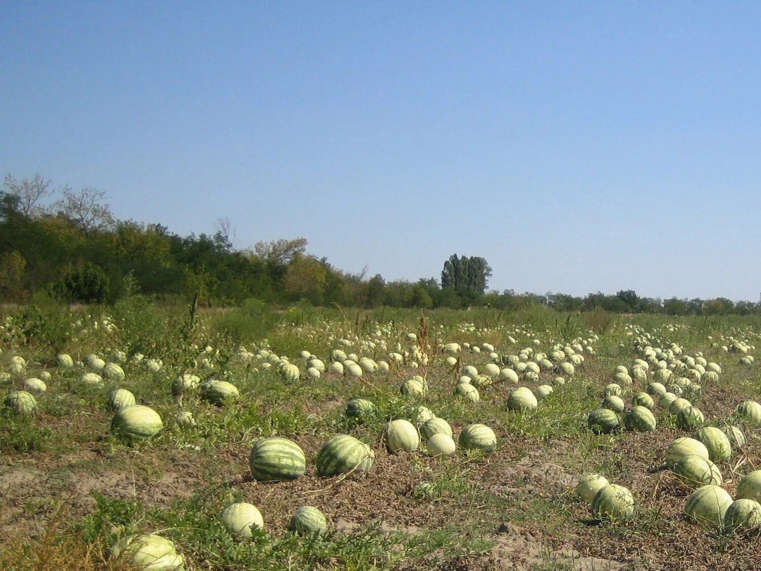 Баштан