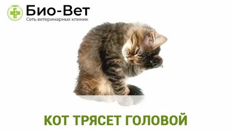 У кота трясется голова
