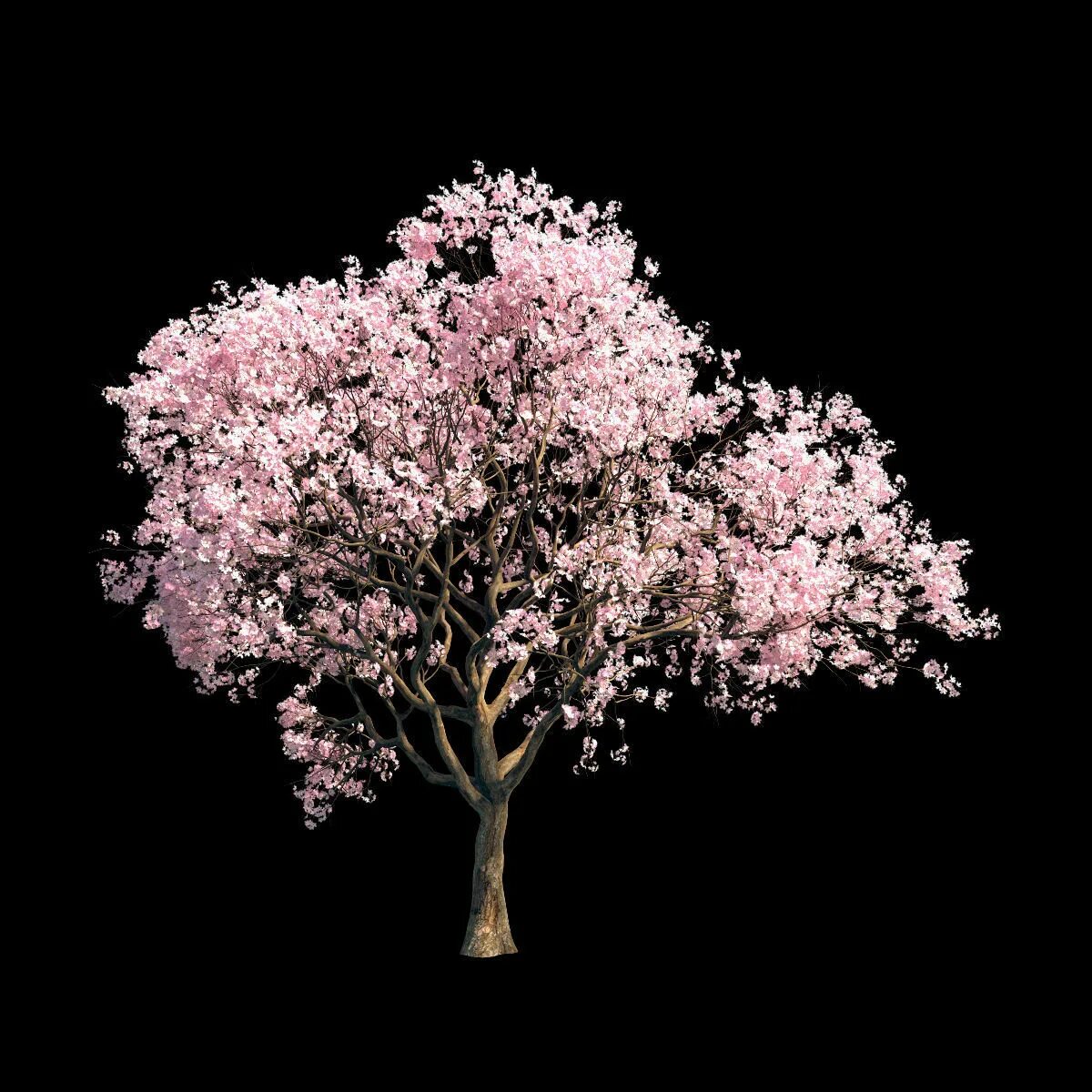 Сакура 6. Sakura 3pes дерево. Сакура 3d. Avogadro6 Сакура. Sakura Blossom 3d model.