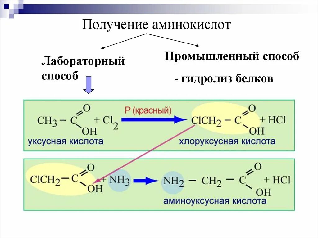 Какие вещества образуются при гидролизе белка. Методы синтеза аминокислот. Получение и применение белков. Получение аминокислот реакции. Способы получения аминокислот химия.