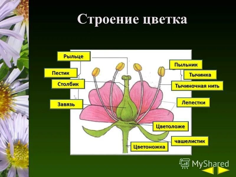 Пыльник у растений функция