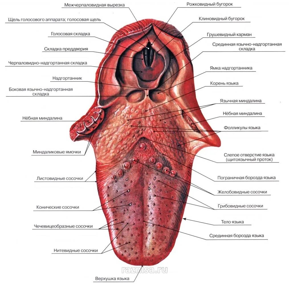 Строение языка снизу схема. Строение языка человека сбоку. Строение языка у человека вид сбоку. Анатомические структуры языка. State tongue