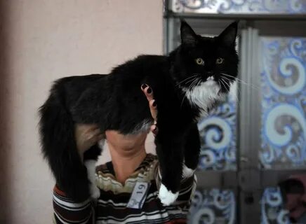Кот филя дзен
