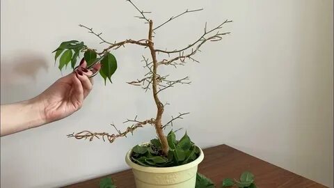 Фикус сухие ветки