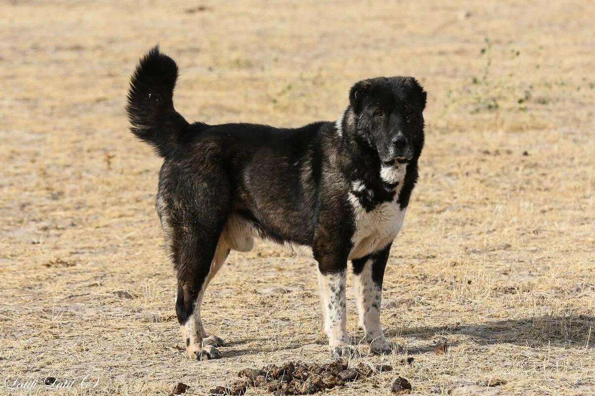 собака породы сао волкодав. собака вуоло африка. африканская аборигенная собака. аборигенные приотарные собаки. приотарные волкодавы.