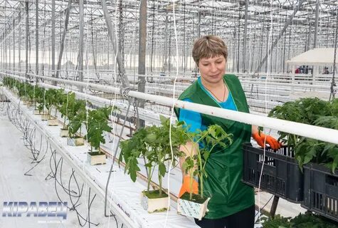 Тепличный комбинат смоленск телефон
