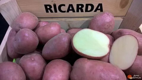 Сорт картофеля родриго характеристика отзывы фото описание