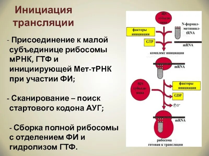 Мет трансляции. Инициация трансляции рибосома. кодон инициации ауг. инициация сборка рибосомы. синтез белка начинается с кодона:.