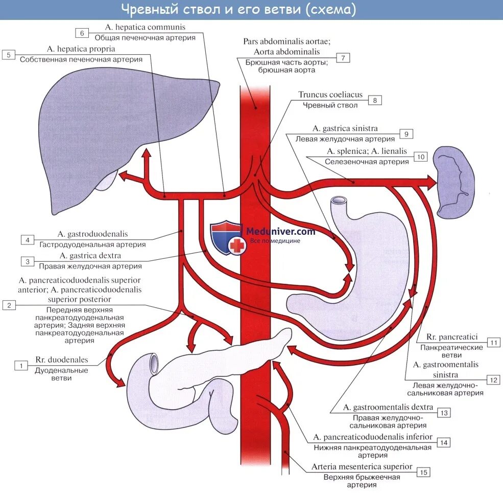 Артерии селезенки. Непарные висцеральные ветви брюшной аорты схема. Ветви брюшной части аорты схема. Артерии брюшной полости схема. Висцеральные ветви аорты схема.