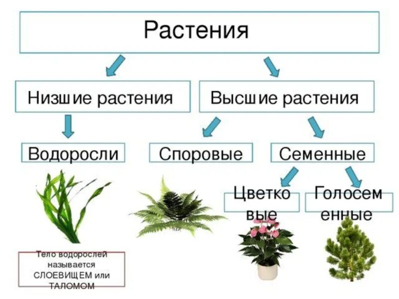 Что из перечисленного относится к вегетативным органам. Низшие высшие споровые семенные растения. Низшие растения высшие споровые растения. Споровые растения семенные растения. Высшие споровые растения и высшие семенные растения.