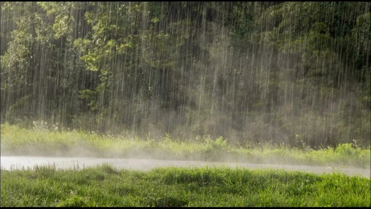 Raining rivers. Ливень. Дождь в лесу. Летний ливень. Дождь фото.