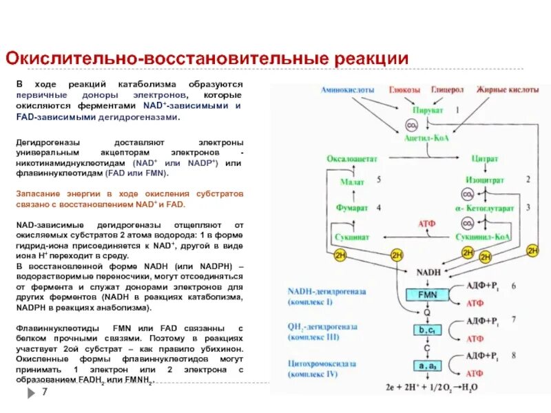 Реакции субстратного окисления. Процесс катаболизма реакции. Реакции окисления и восстановления. Реакция окисления катаболизма.