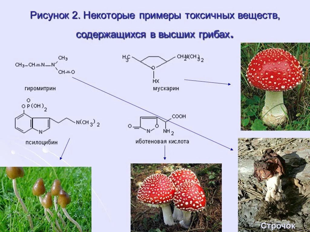 Ядовитое вещество в грибах. Токсические вещества ядовитых грибов. Примеры субстанции ядовитые. Грибы которые содержат токсическое вещество.