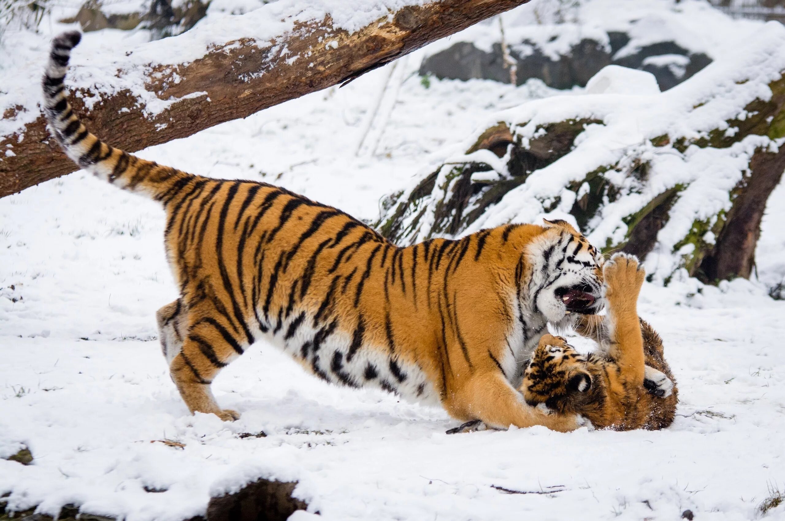 Тайгер на русском. Амурский (Уссурийский) тигр. Амурский тигр Panthera Tigris altaica. Уссурийский (Амурский) тигр Уссурийский (Амурский) тигр. Дальневосточный Уссурийский тигр.