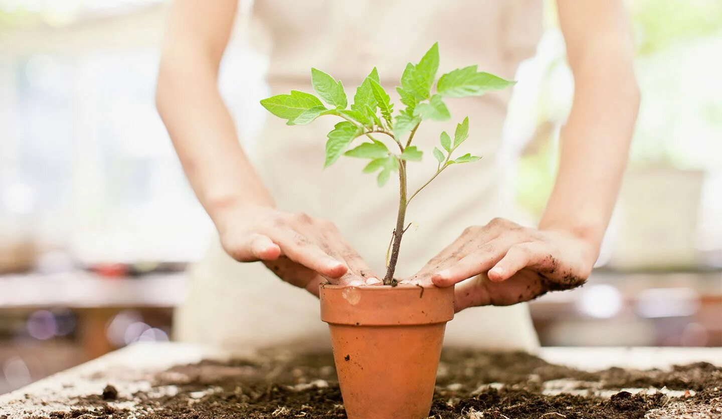 People take care of nature. Росток в горшке. Выращиваем комнатные цветы. Растение в руках. Ухаживание за растениями.