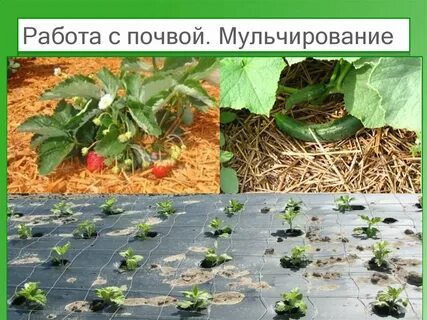 Приемы выращивания культурных растений