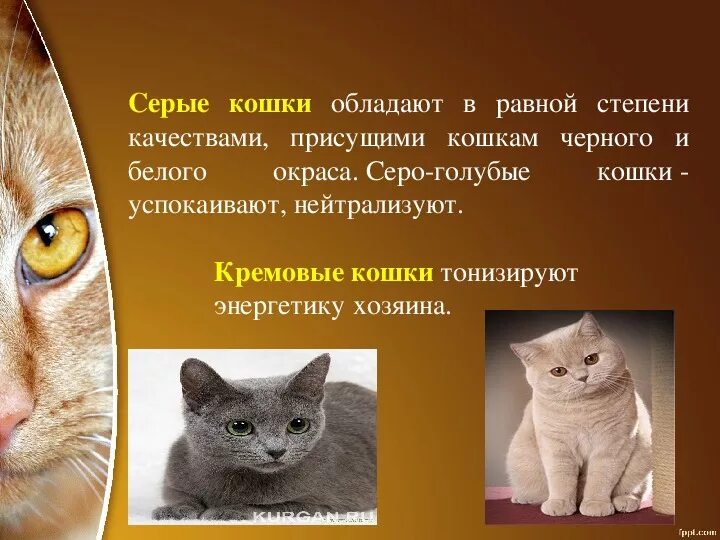 9 качеств кошки. Влияние кошек на человека. Кошка лечит человека. Качества кошек. Какие болезни лечат кошки.