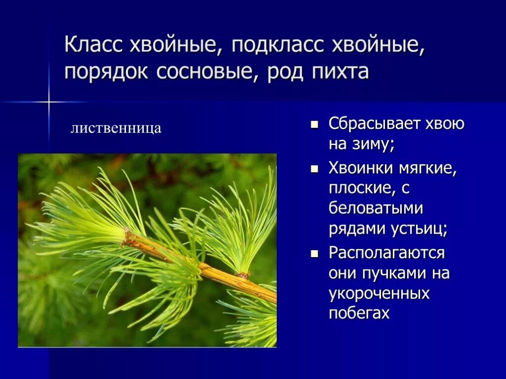 Основные признаки голосеменных растений 7