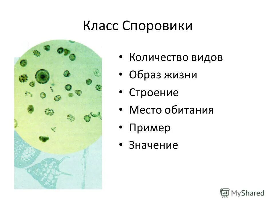 класс споровики