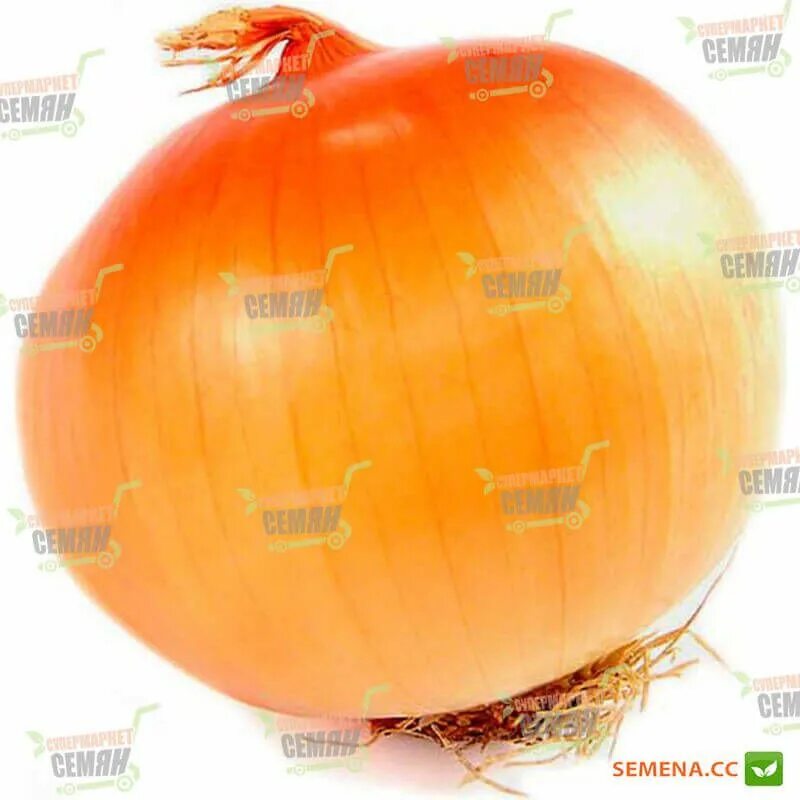 Лучек. Смайлик лук. Лук репчатый чиполлино. Рутул - лучек. Веселые овощи.