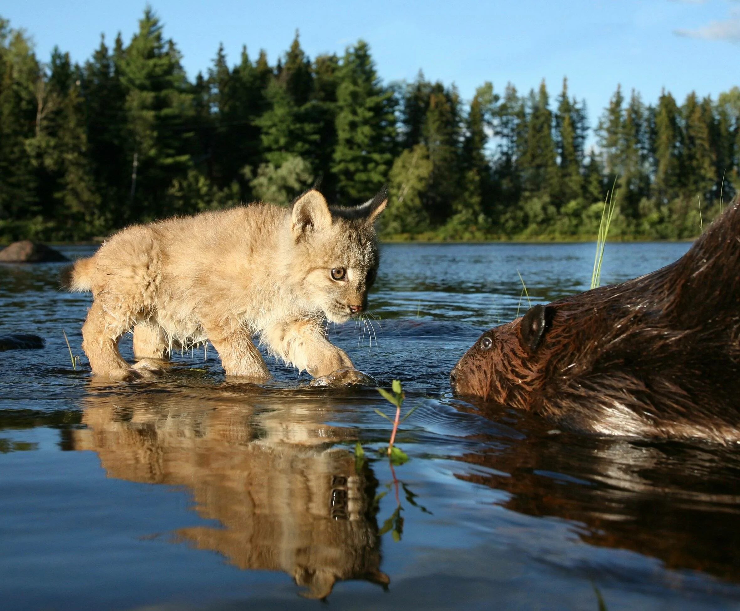 Какие там звери. Водлозерский национальный парк Рысь. Водлозерский национальный парк рыбы. Карельская Рысь. Дикие животные Карелии.