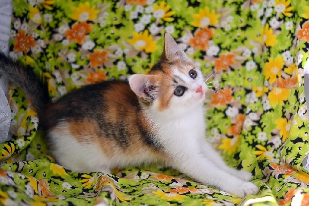 Коты тула парадиз. Трехшерстные коты. трехцветный котенок. котята трехцветки. котята 3 цветные.