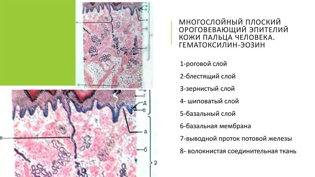 Палец гистология