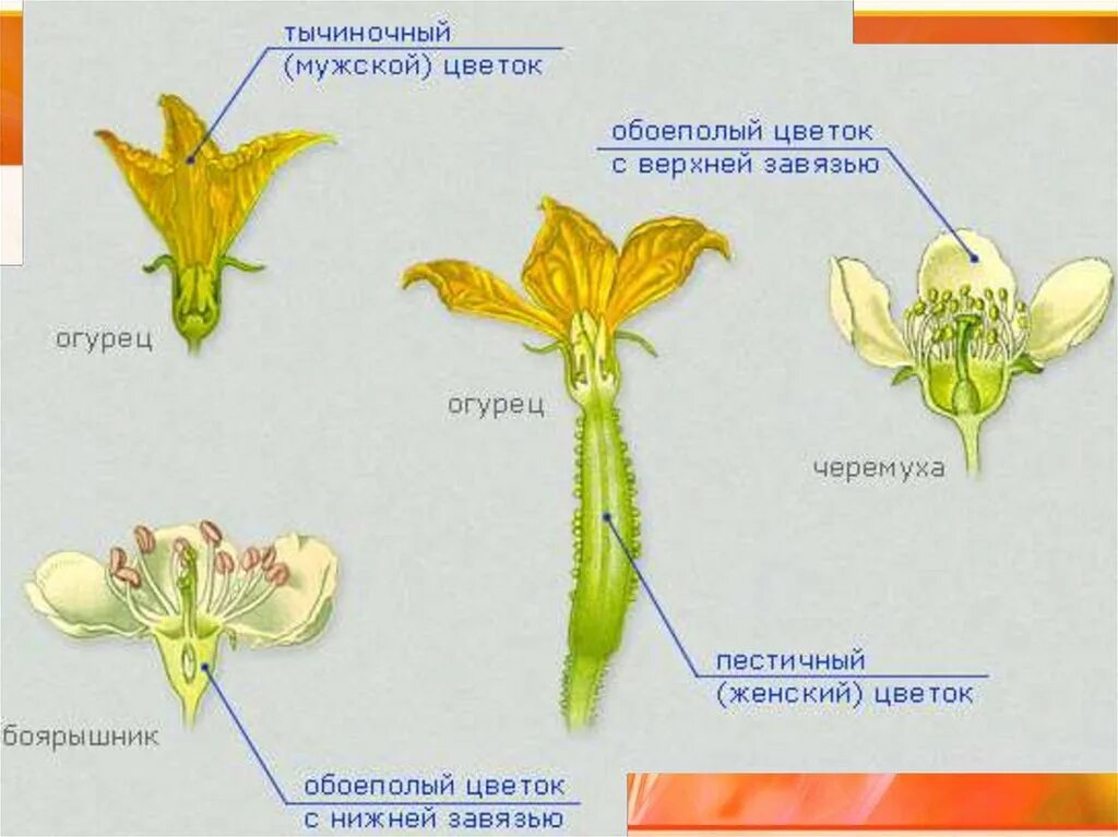 Женский цветок класс. Обоеполые и раздельнополые цветки. Женский цветок класс. Схема обоеполого и раздельнополого цветка. Пестичный цветок огурца.
