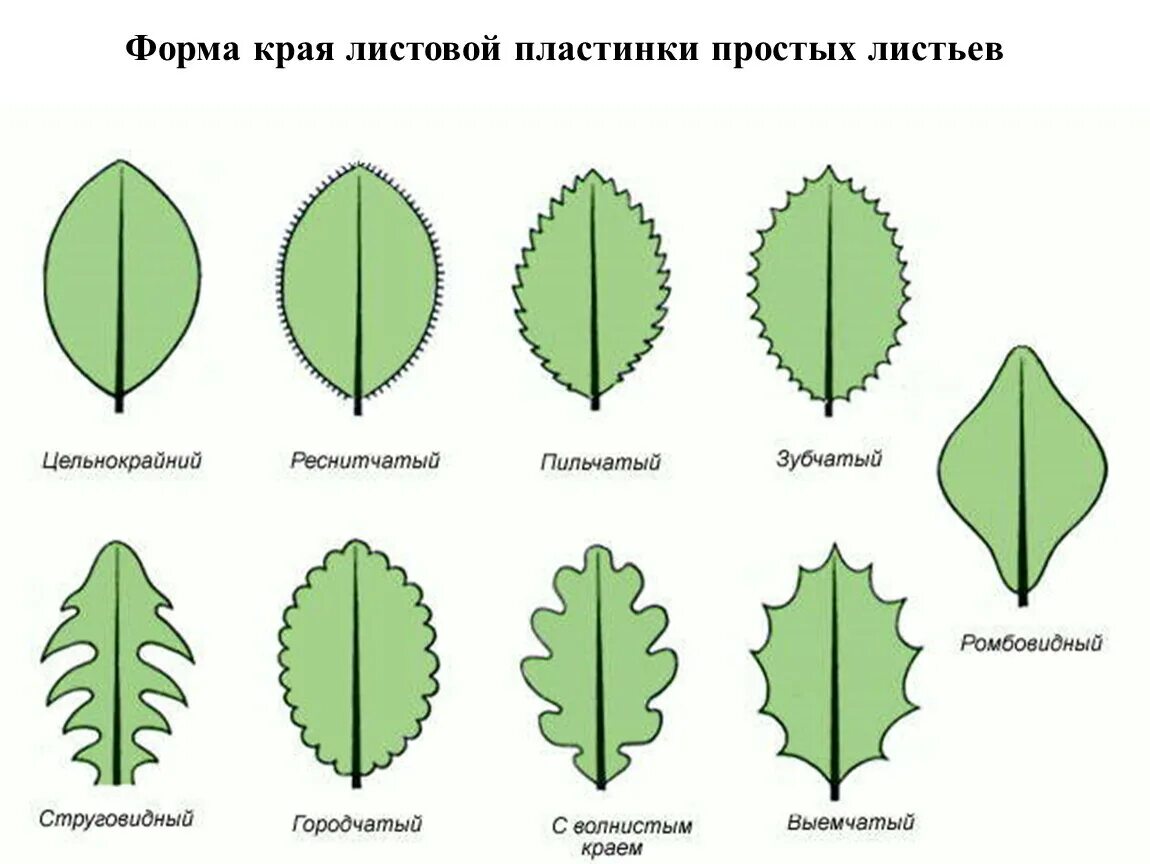 Какие листочки у цветов. Типы жилкования листовой пластинки. Форма листовой пластинки осины. Форма листа, форма края листа, форма жилкования. Тип,жилкование,форма,,край листа.