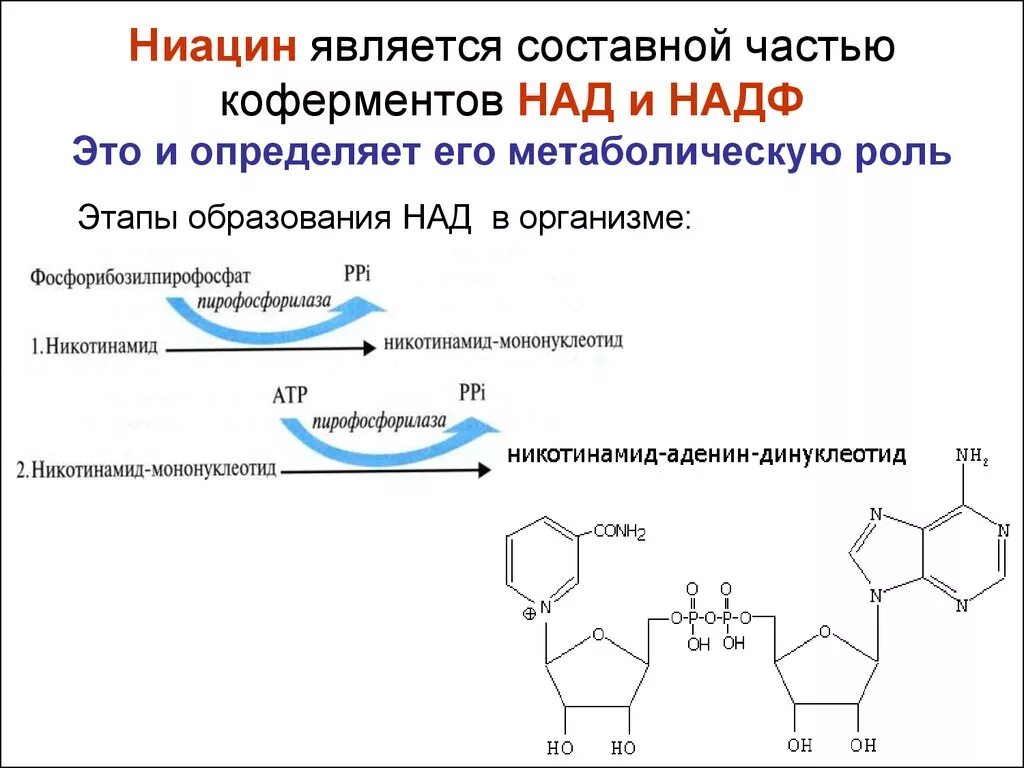 Коферментом витамина в2 является. Синтез кофермента над. над+- кофермент витамина:. витамин б2 является составной частью кофермента. синтез коферментов из витаминов.