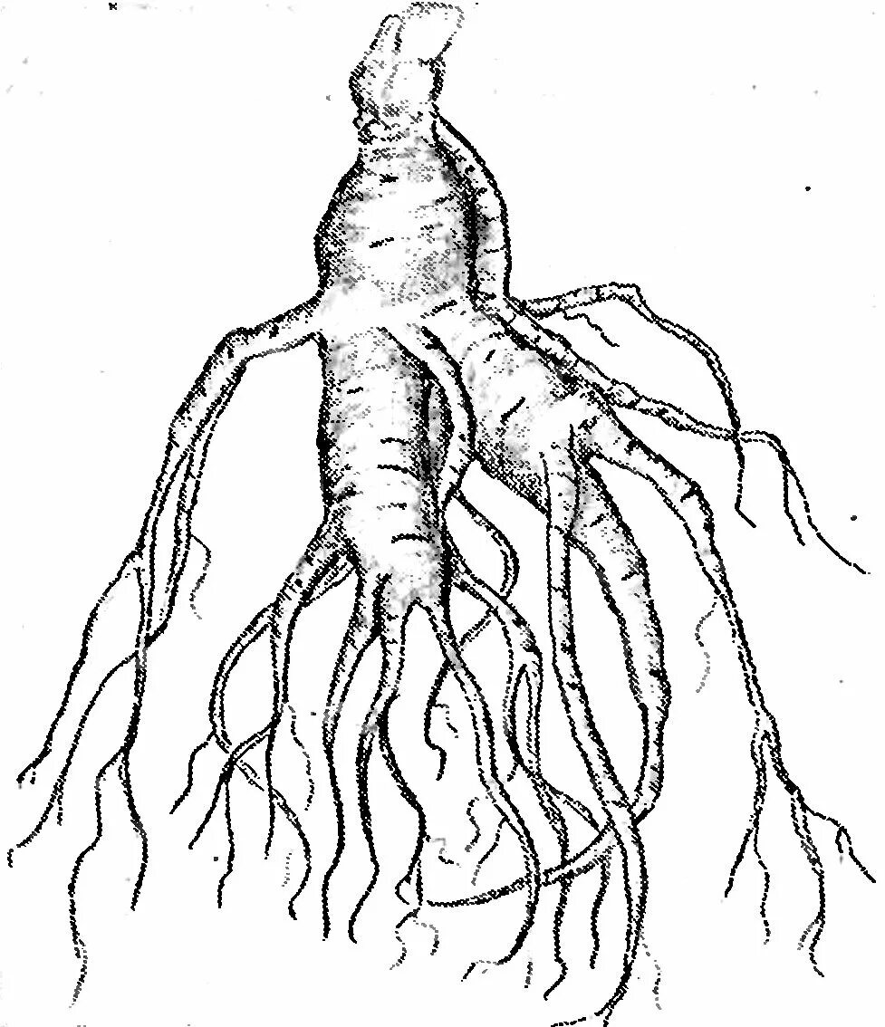 Растительное корневище. Эпигеогенное корневище. Корень. Корни растений. Растение с корнем чб.